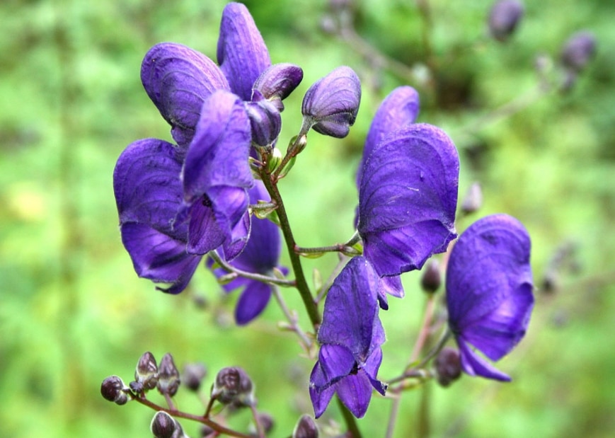 wolfsbane