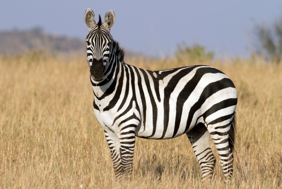 zebra