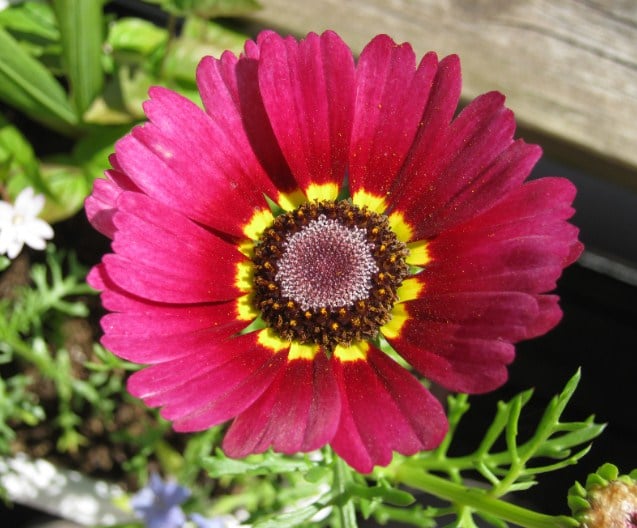 Chrysanthemum carinatum krisan