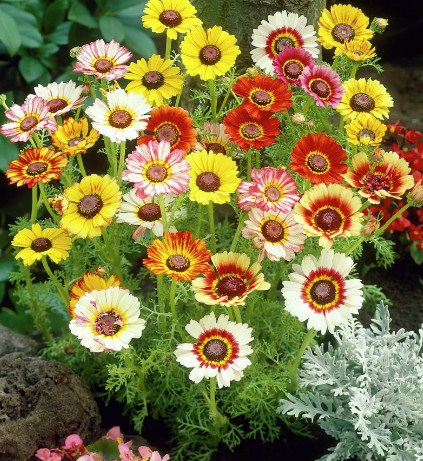 Chrysanthemum carinatum