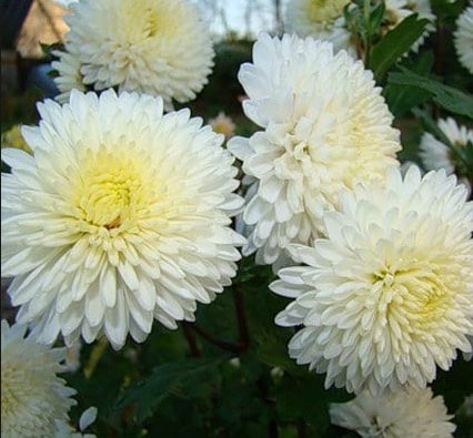 Chrysanthemum inodorum krisan