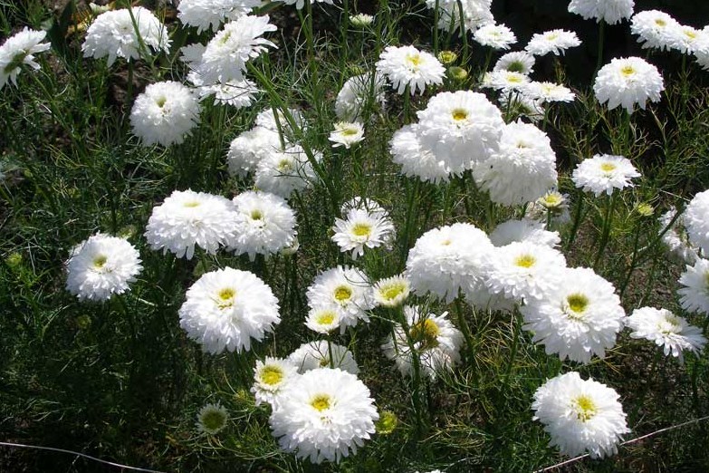 Chrysanthemum inodorum