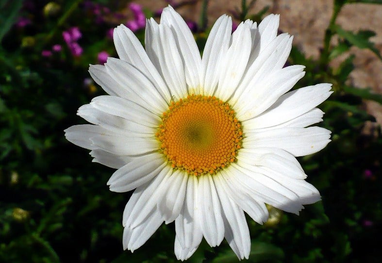 Chrysanthemum maximum krisan