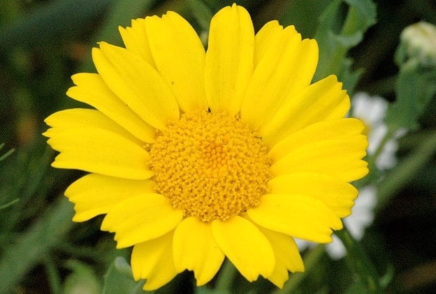 Chrysanthemum segetum krisan