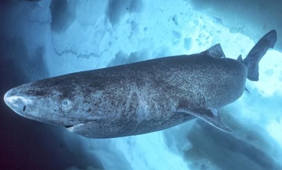 Greenland shark