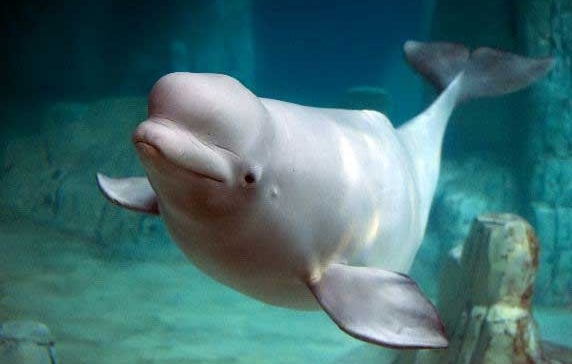 Paus Beluga (Beluga Whale)