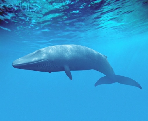 Paus Biru (Blue Whale)