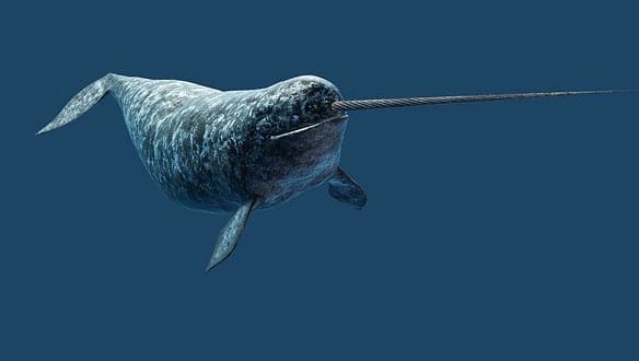 Paus Narwhal (Narwhal Whale)