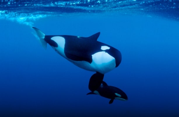 Paus Pembunuh (Orca Whale)