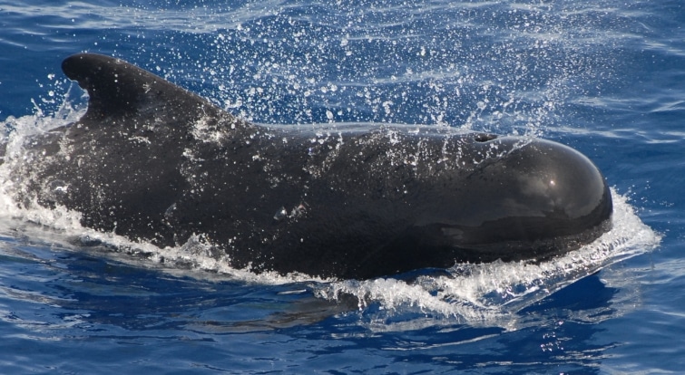 Paus Pilot (Pilot Whale)