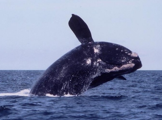 Paus Sikat (Southern Right Whale)