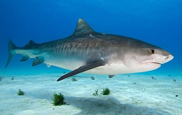 Tiger shark