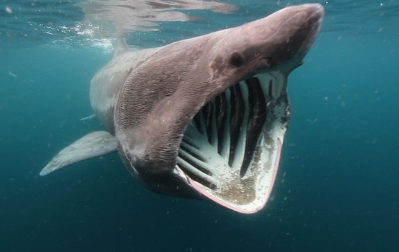 basking shark