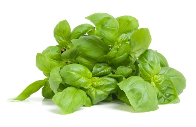 daun basil