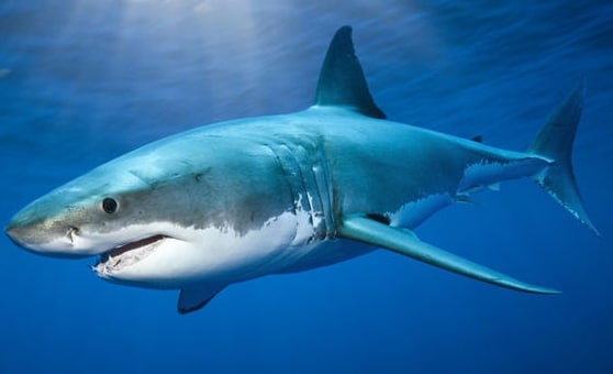 great white shark