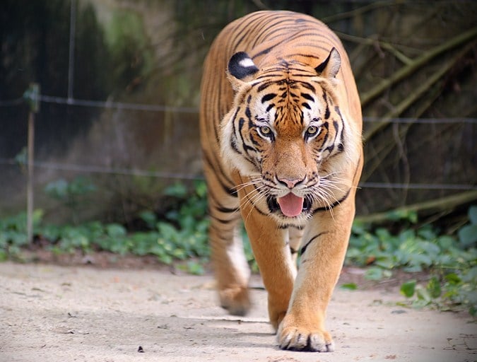 harimau malaya