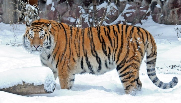 harimau siberia