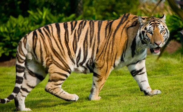 81 Gambar Ragam Hias Fauna Harimau Terbaik