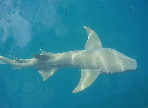 hiu Pasifik sleeper shark