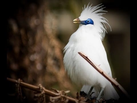 100 Gambar Burung Jalak Bali Dan Penjelasannya Gratis Terbaru