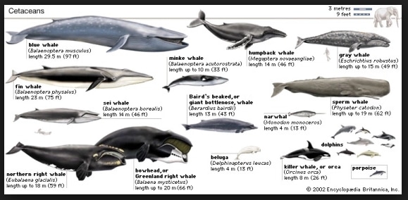 Jenis Jenis Paus  Mamalia  Laut Terbesar di Dunia Beserta 