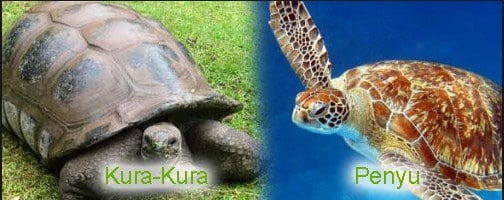 kura-kura dan penyu