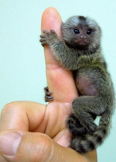 marmoset