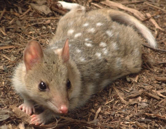 marsupial Quoll