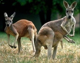 marsupial kangguru