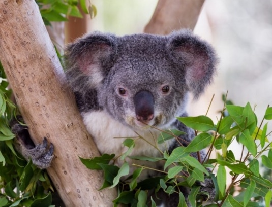 marsupial koala