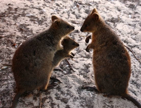 marsupial quokka