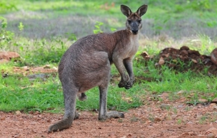 marsupial wallaroo
