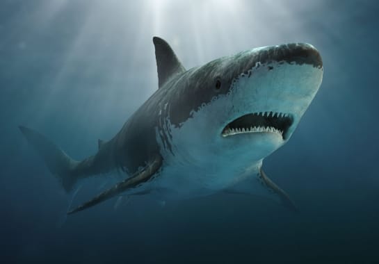 megalodon shark