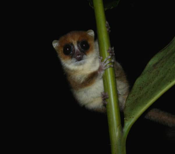 Mengenal Jenis Mamalia  Terkecil  Di  Dunia  Flora dan Fauna