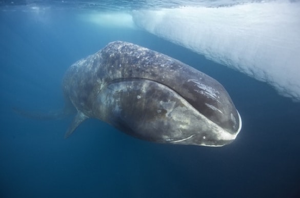 paus bungkuk (Bowhead Whale)