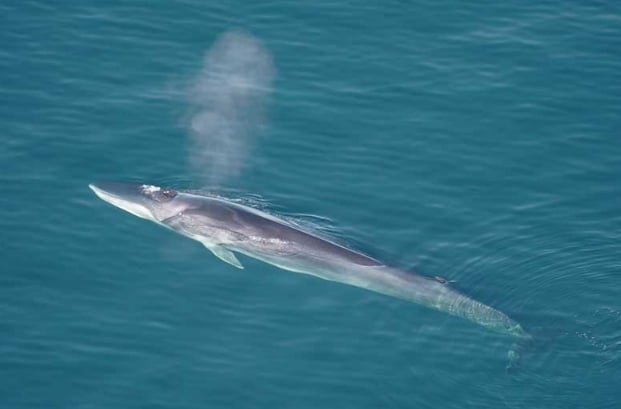 paus sirip (fin whale)