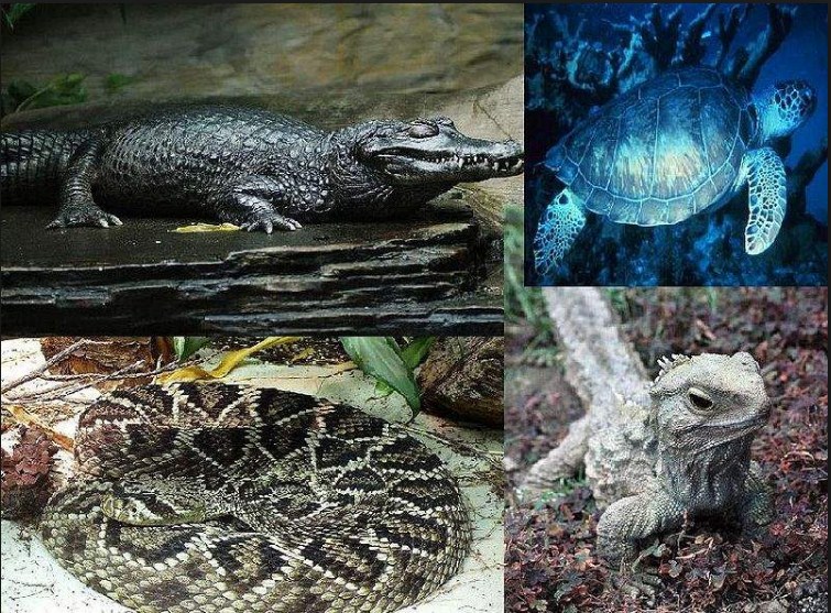 Mengenal Hewan  Reptil Ciri  Ciri  dan Jenisnya Berdasarkan 