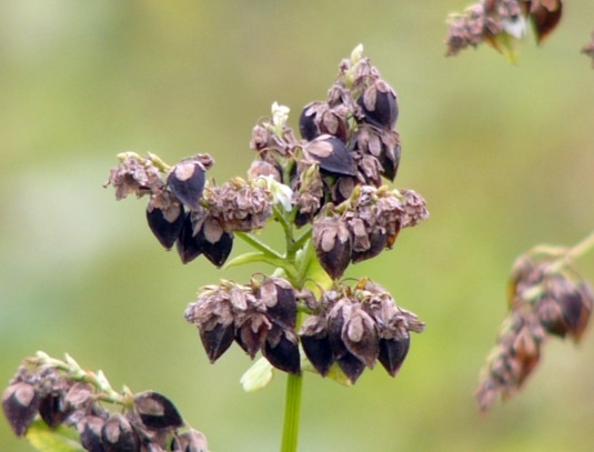 serealia buckwheat