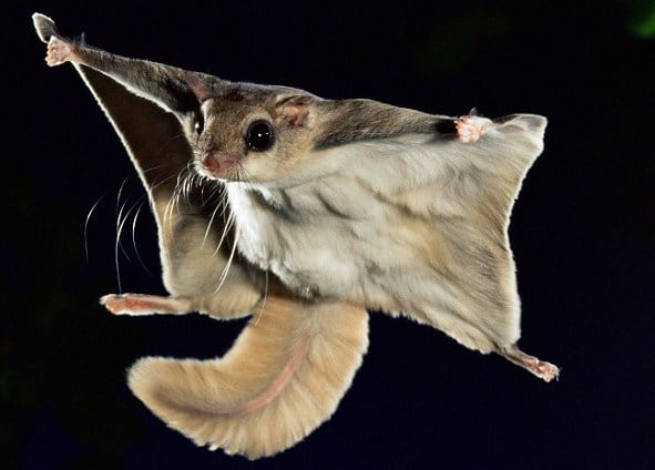 sugar glider 2