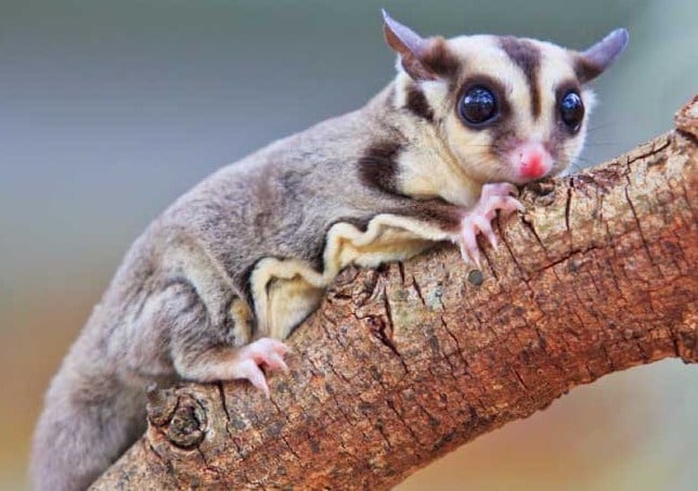 sugar glider 3