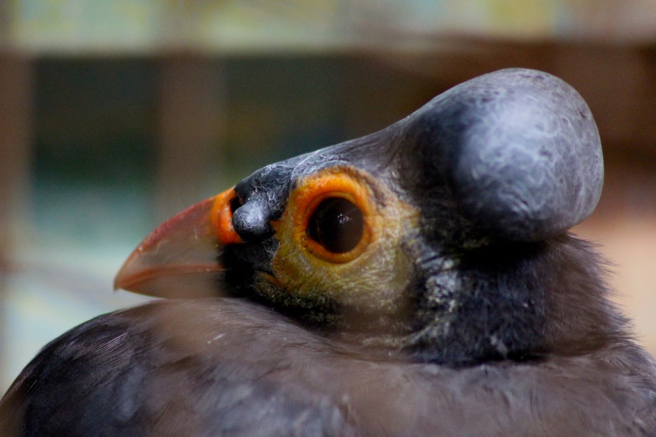 tonjolan kepala maleo