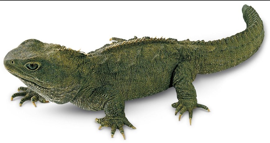 tuantara