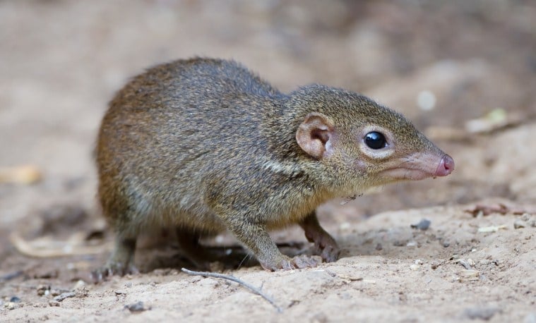 tupai belangeri