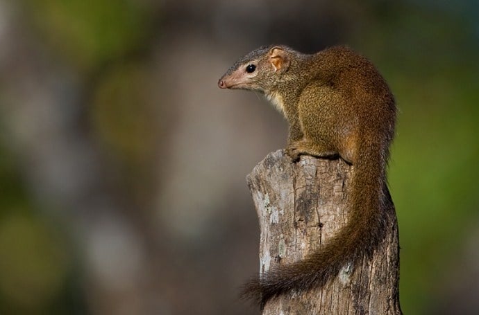 tupai madras Anathana ellioti