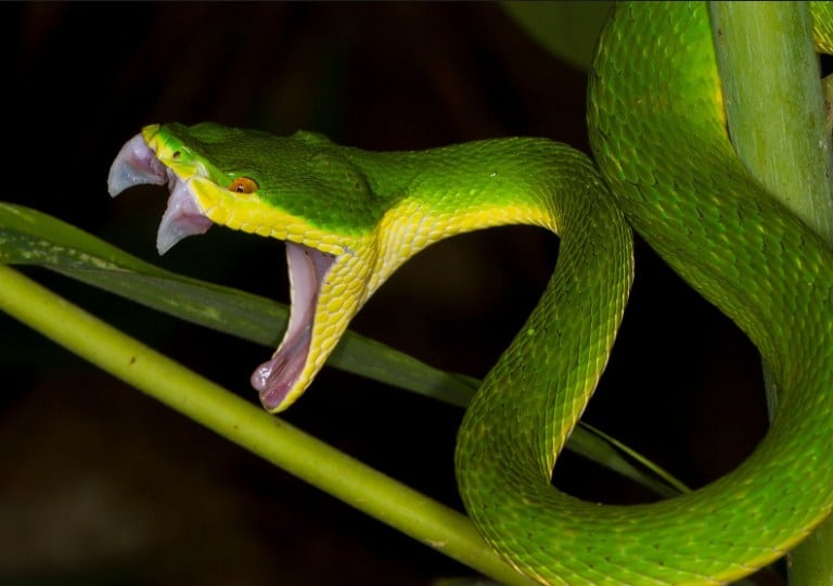 96 Gambar Hewan Reptil Dan Nama Latinnya Terbaik