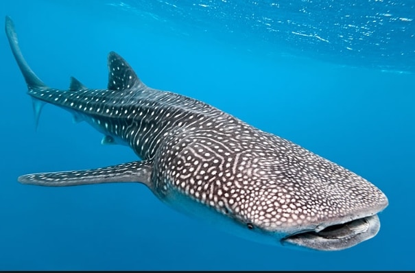 whale shark