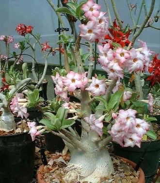 Adenium Arabicum