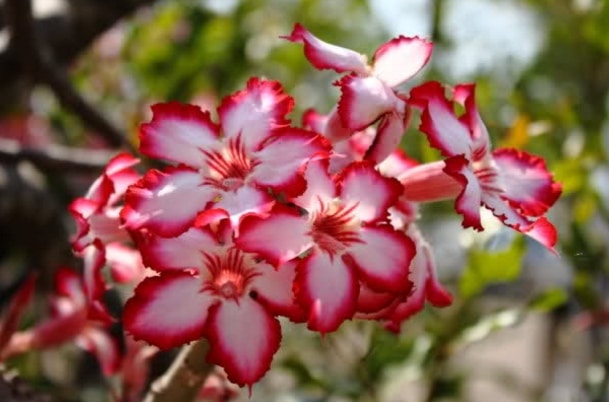  Adenium Klasifikasi dan Jenis Bunga Adenium Flora dan 