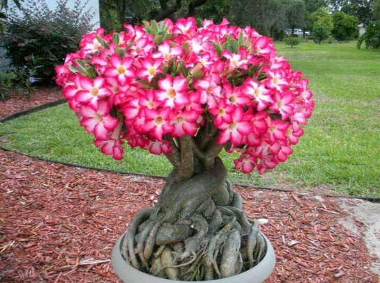 Adenium Obesum