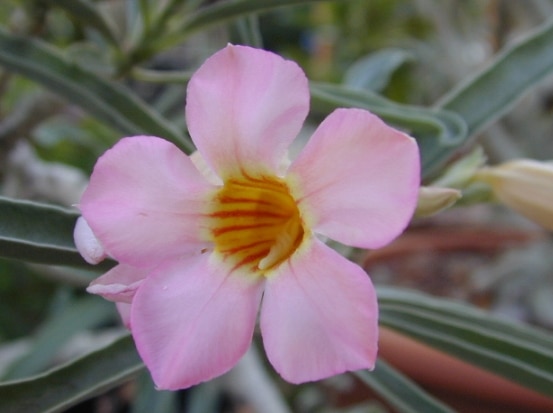 Adenium Oleifolium